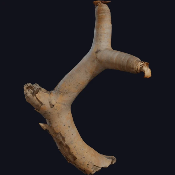 Dead Quiver Branch 01