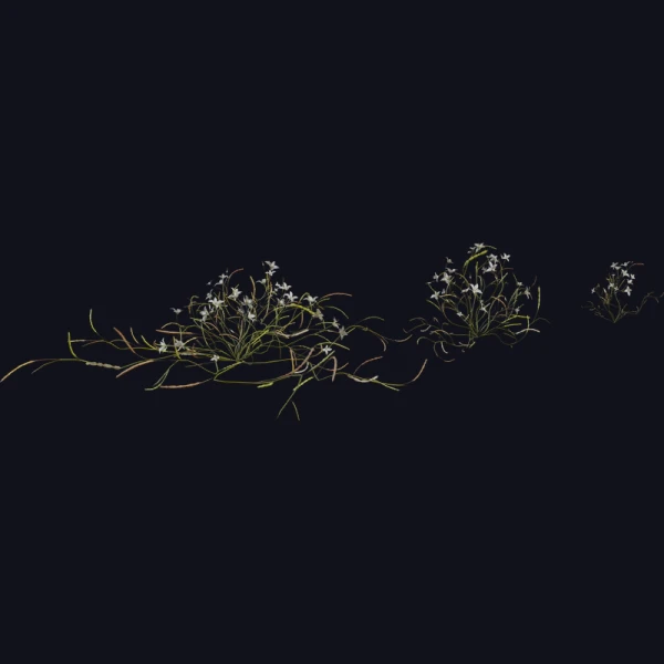 Flower Heliophila - 3D Models - 3D model - from Poly Haven