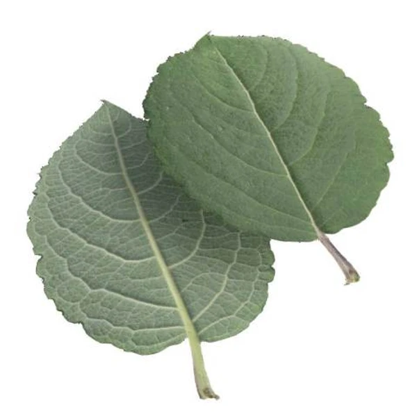 Green Leaf 12