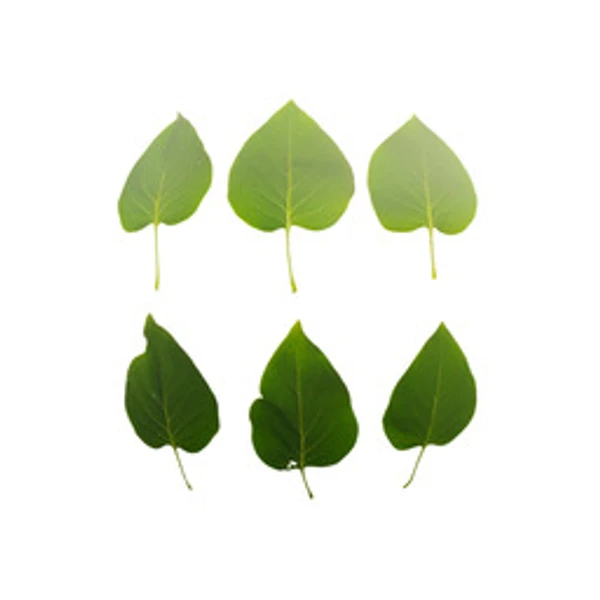 LeafSet 004 - Atlas - PBR texture - from ambientCG