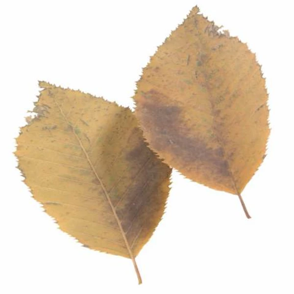 Autumn Leaf 18