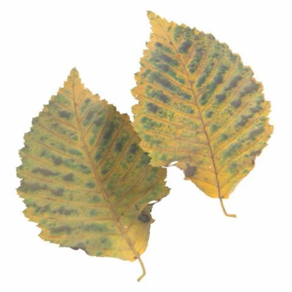 Autumn Leaf 07