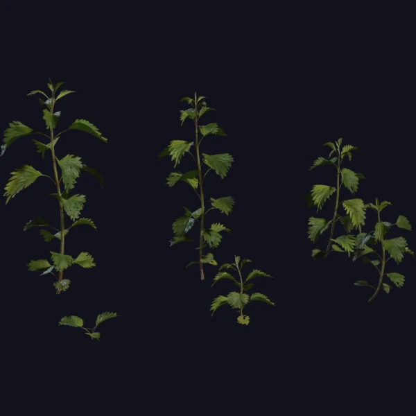 Nettle Plant - 3D Models - 3D model - from Poly Haven