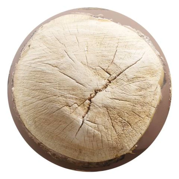 Tree Stump 11