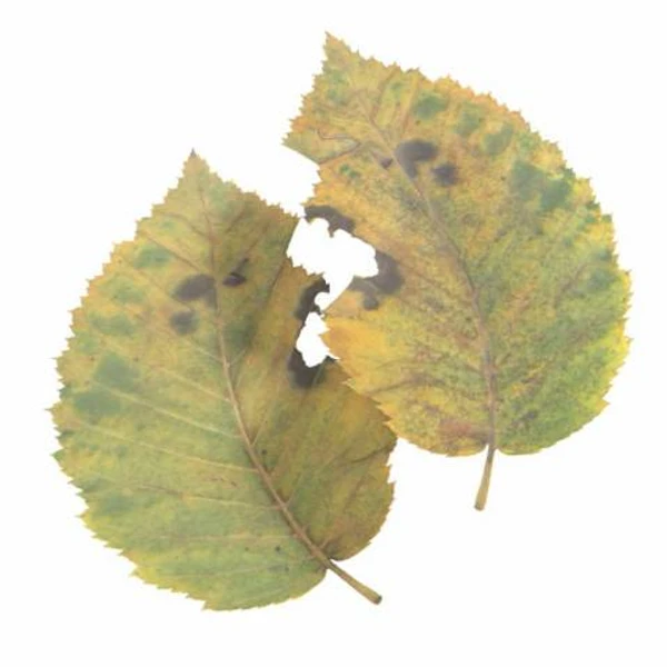 Autumn Leaf 19