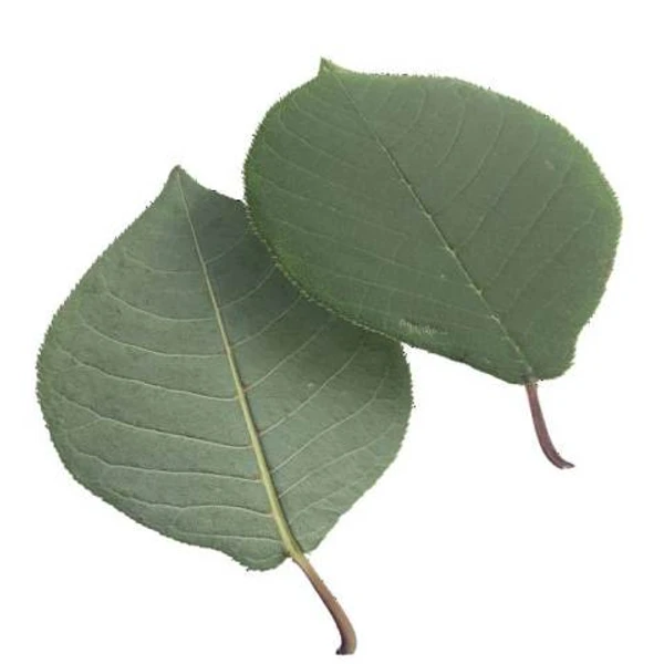 Green Leaf 09