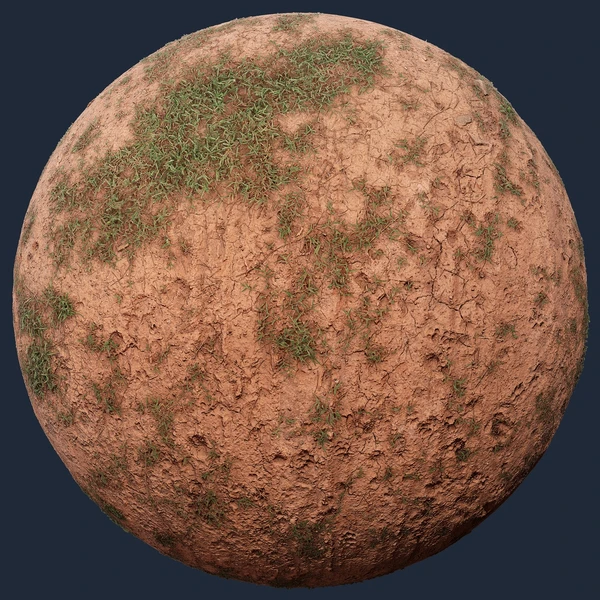 Forest Ground With Grass
