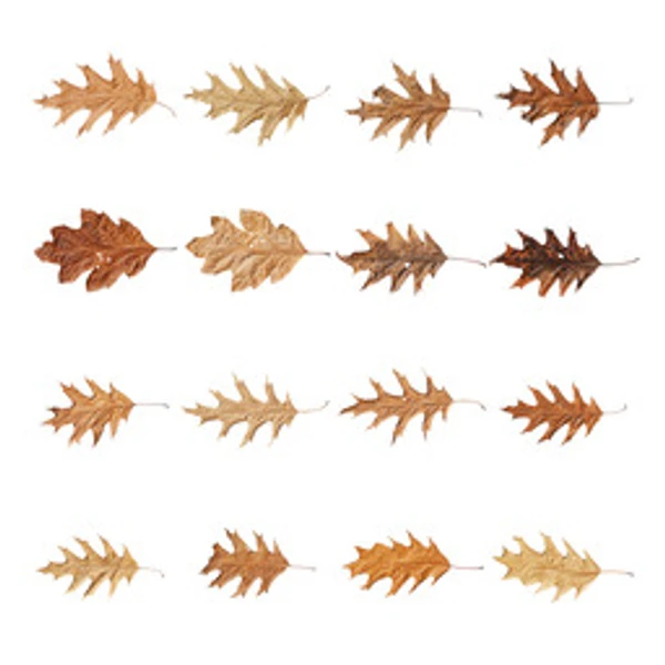 LeafSet 030 - Atlas - PBR texture - from ambientCG