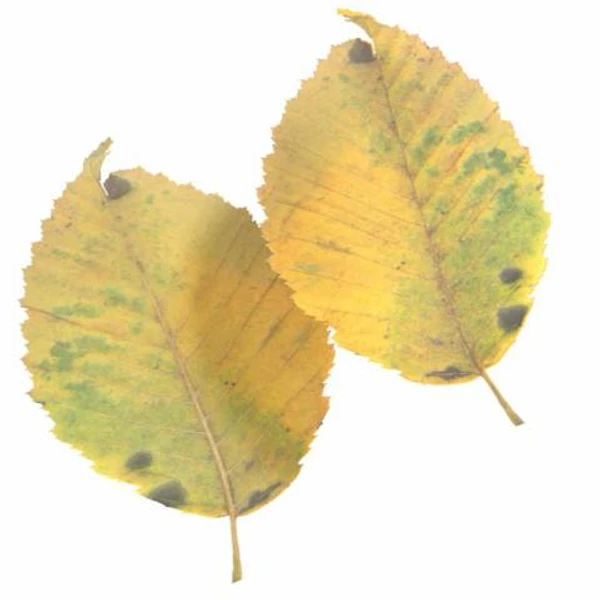 Autumn Leaf 14