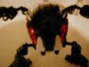shadowtease1.jpg