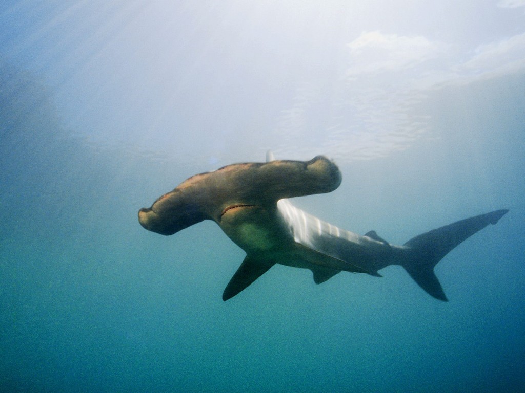 animals_under_water_hammerhead_shark_005520_.jpg