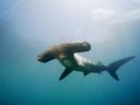 animals_under_water_hammerhead_shark_005520_.jpg