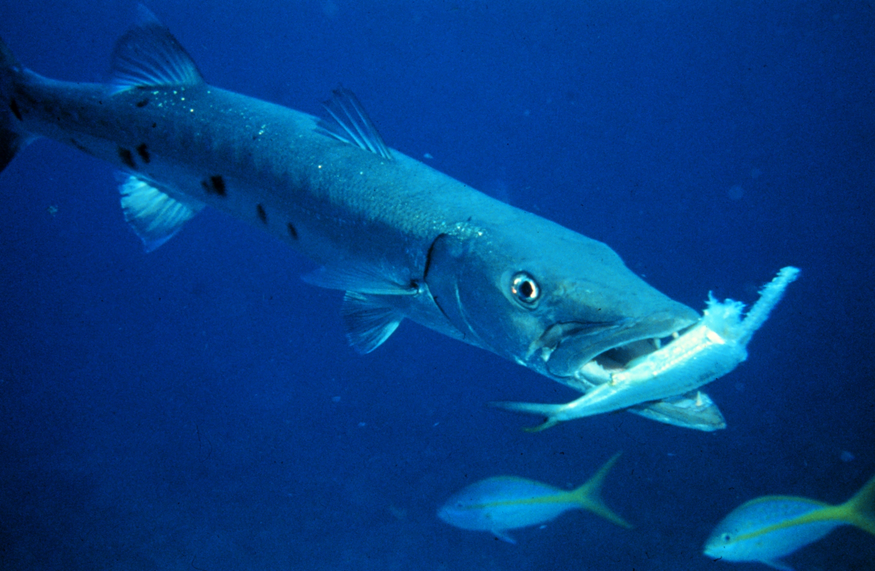 barracuda_with_prey.jpg