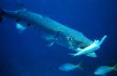 barracuda_with_prey.jpg