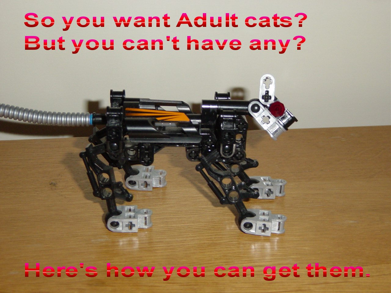 buildacat001.jpg