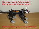 AdultCats