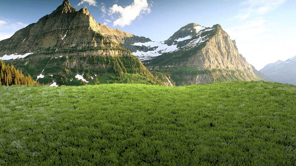 grass.png