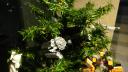 dsc05655.jpg