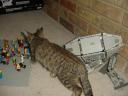 atat_and_cat.jpg