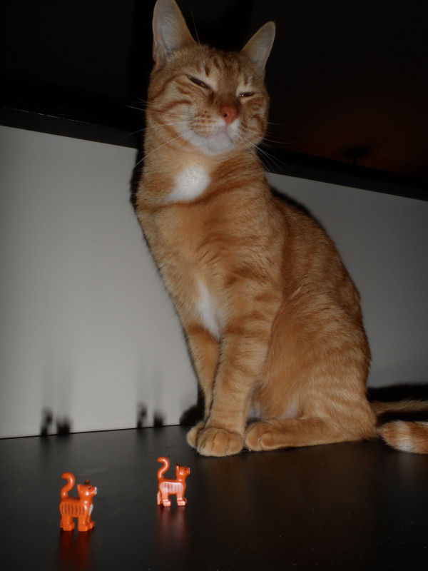 catscatscats.jpg