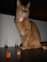 catscatscats.jpg