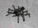 spider2.jpg
