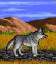 wolf.jpg