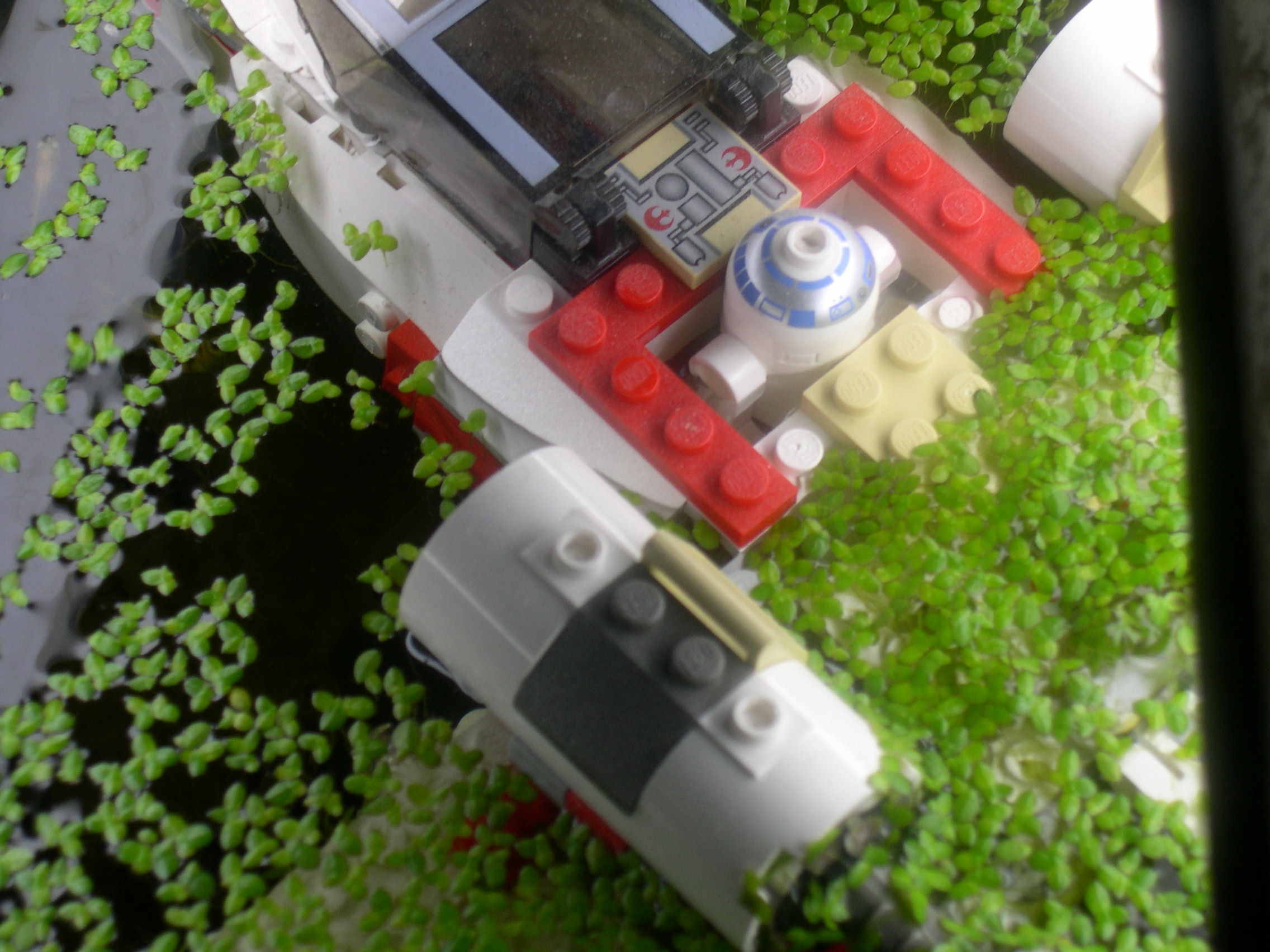 dagobah_03.jpg