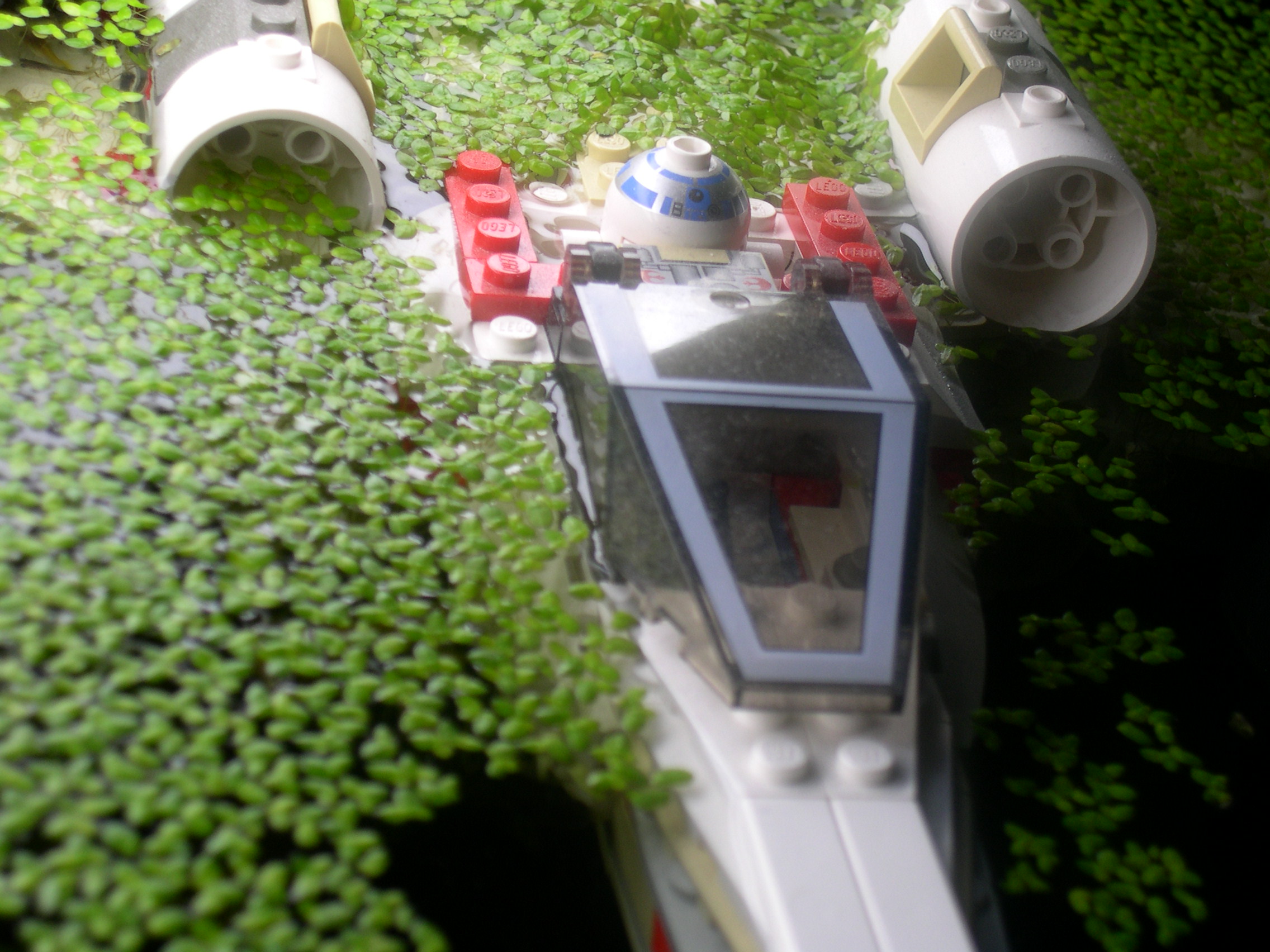 dagobah_04.jpg