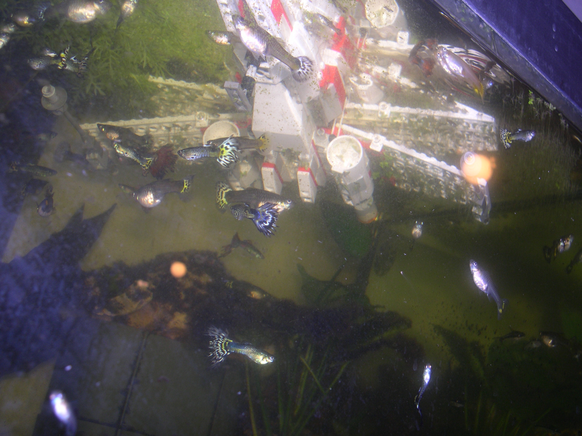 dagobah_14.jpg