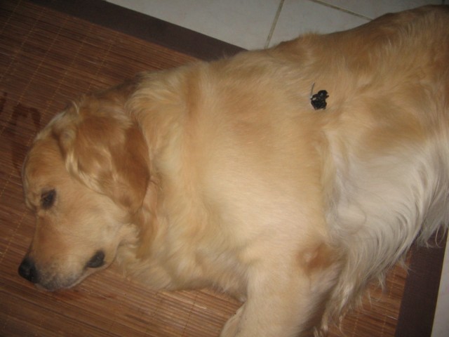 dog.jpg