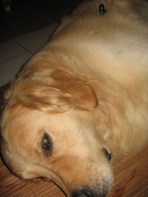 dog2.jpg