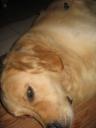dog2.jpg