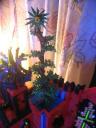 tall-tree-04.jpg