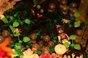 sword_coast_spider_eggs.jpg