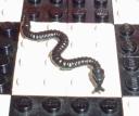 bq_monster_snake_black.jpg