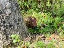img_1181.jpeg