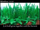 matthew_13_30a.jpg