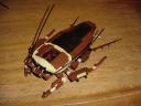 bugs47.jpg