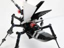 cerambycidae04.jpg