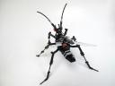 cerambycidae05.jpg