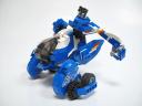 cyanocitta07.jpg