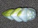 metalblue-metallicgreen.jpg