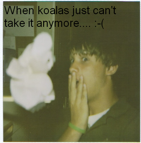 koala1.bmp