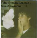 koala1.bmp