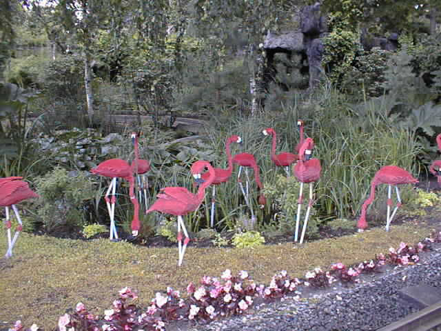 296flamingo.jpg
