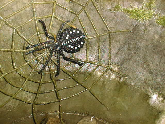 333spider.jpg