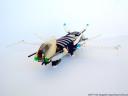dragonflyphoto02.jpg