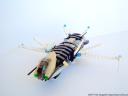 dragonflyphoto05.jpg