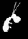 cockroach_shadow2.bmp